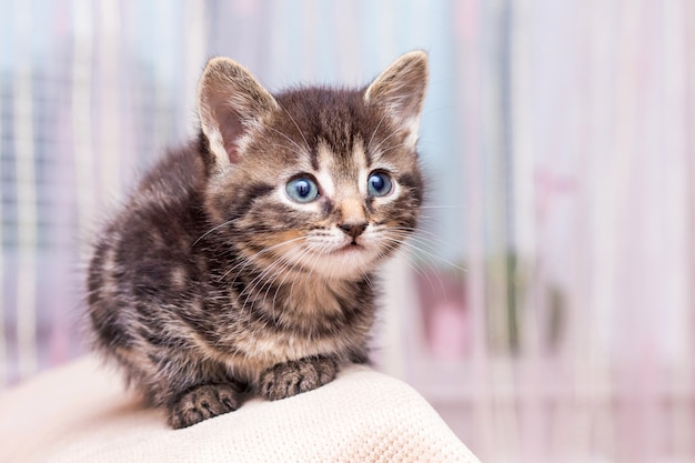 A young cute little kitten with blue eyes looking up_