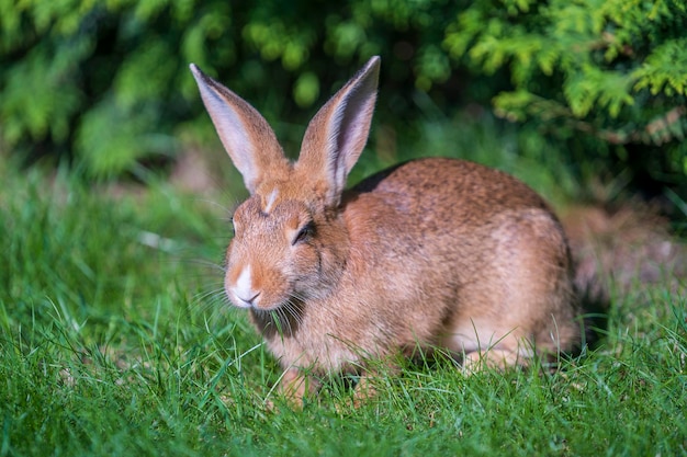 Young cute rabbit on green grass eating close up animals and\
nature concept