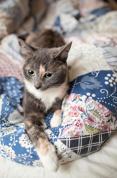 young cute threecolored cat with stern gaze is important on blanket stretching one paw forward