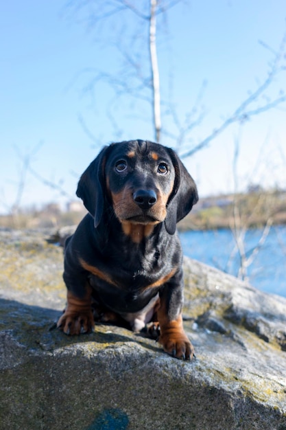 Young dachshund resting and chilling