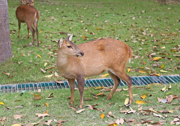 young dappled deer