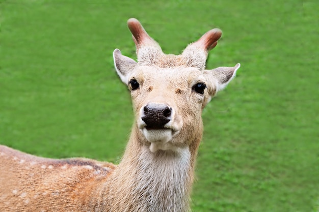 若い親愛なる探しているカメラ