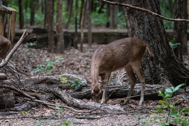 I giovani cervi cercano cibo in natura.