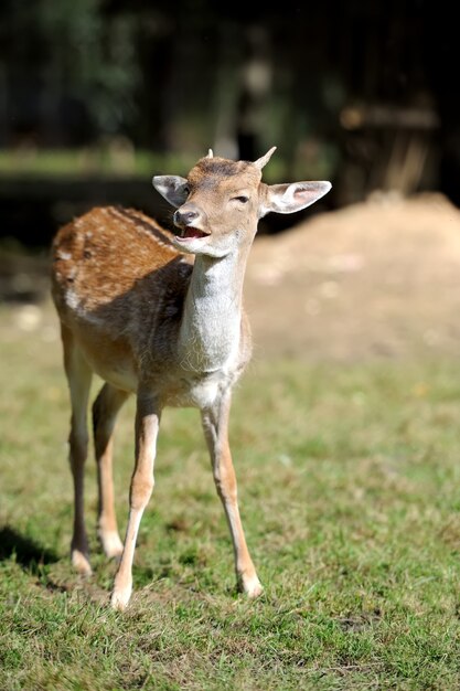 Photo young deer on autumn meadow