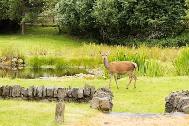 若い鹿がスコットランドの都市公園からクローズアップ。自然と野生生物