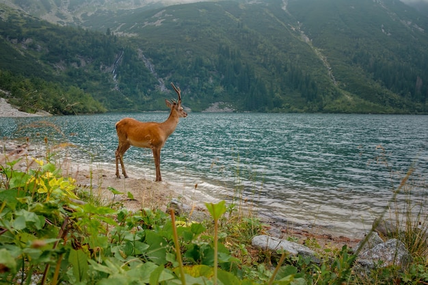 若い鹿は、ポーランドのハイタトラ国立公園の山の湖で水を飲みます