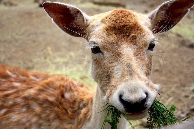 動物園で新鮮な草を食べる若い鹿。大きな耳を持つ鹿の頭。