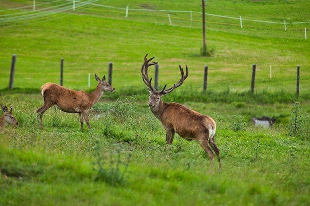 Young deer in a field