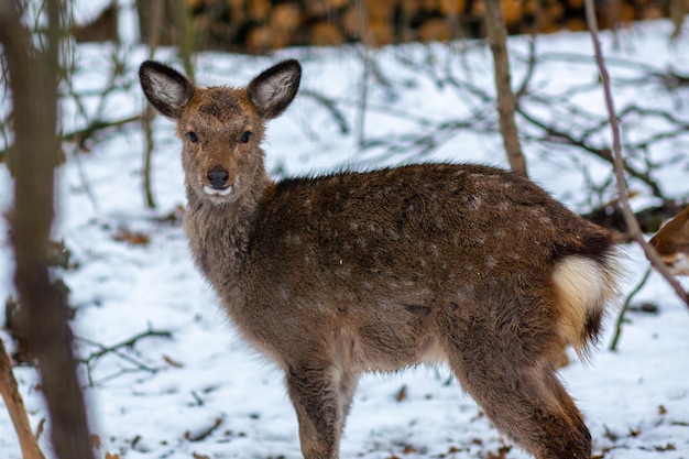 Giovane cervo nella foresta cervi selvatici nella riserva un piccolo cervo cammina attraverso la foresta cervo ani