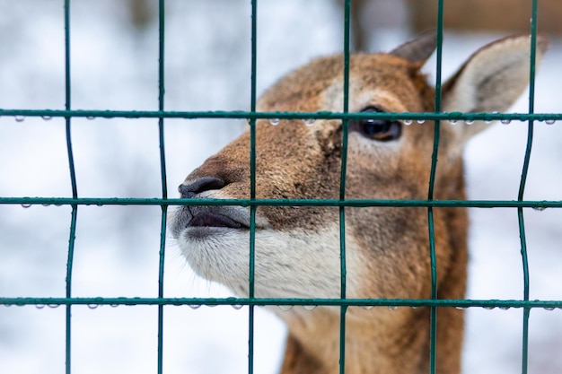 森の中の若い鹿保護区の野生の鹿小さな鹿が森の中を歩く鹿