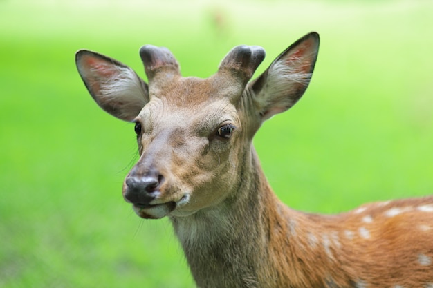 Young deer graze on the grass in summer on the farm