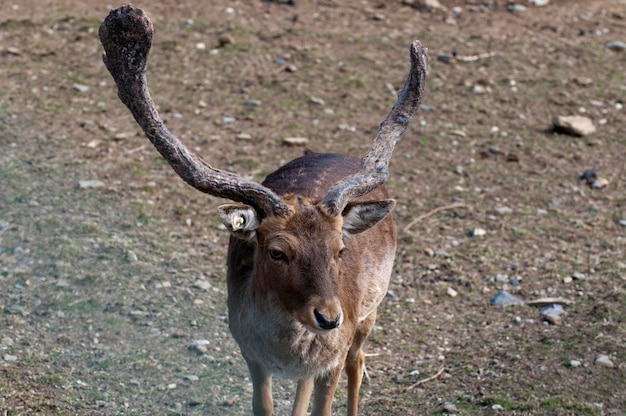 Young deer looking at you