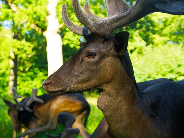 晴れた夏の日に公園で若い鹿が目をそらす