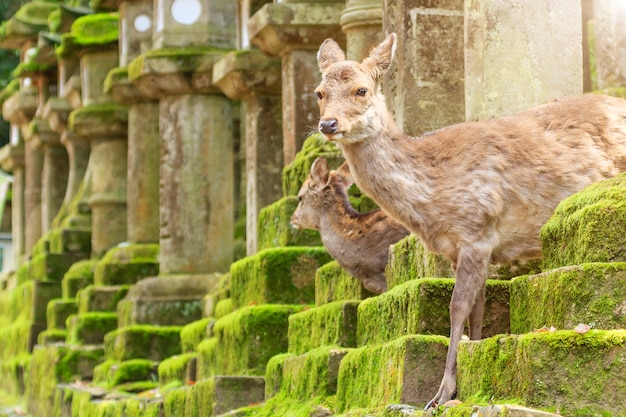 日本の奈良公園で若い鹿。鹿、奈良市のシンボル