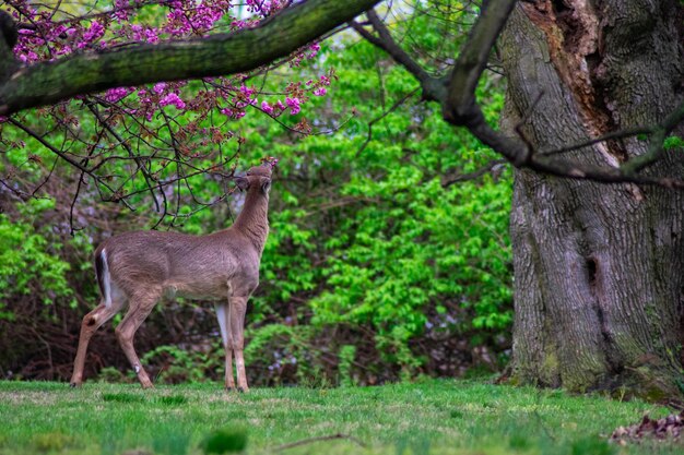 Photo a young deer reaching up to bite the flowers and leaves off of a tree in spring