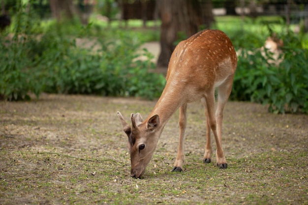 Un giovane cervo cammina nel parco fragile animale indifeso