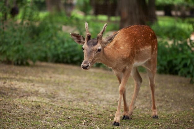 A young deer walks in the park fragile defenseless animal