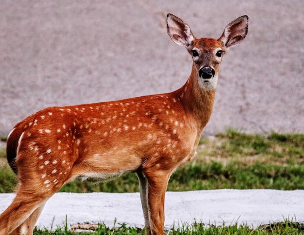 Young deer watching closely