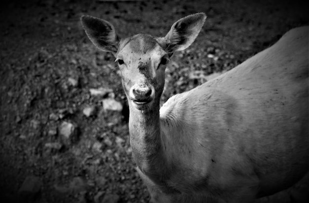 Photo young deer in wilderness black and white