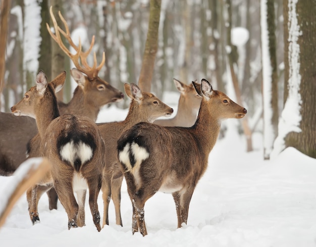 Giovane cervo nella foresta invernale