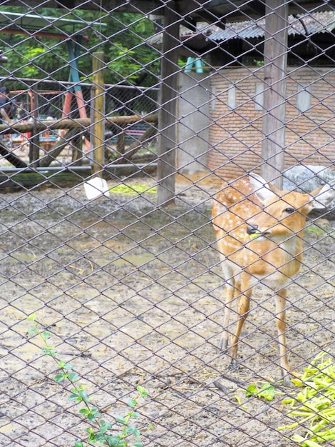 Young Deer