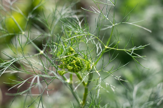 Young dill on a garden bed Green juicy and tender dill Macro