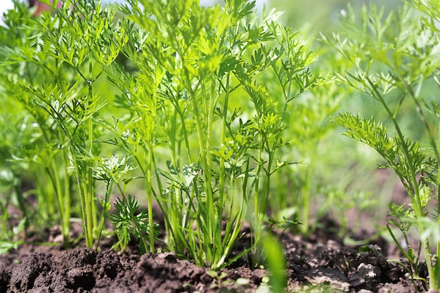 Young dill grew in the garden