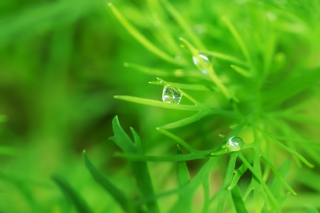 Young dill growing in nature