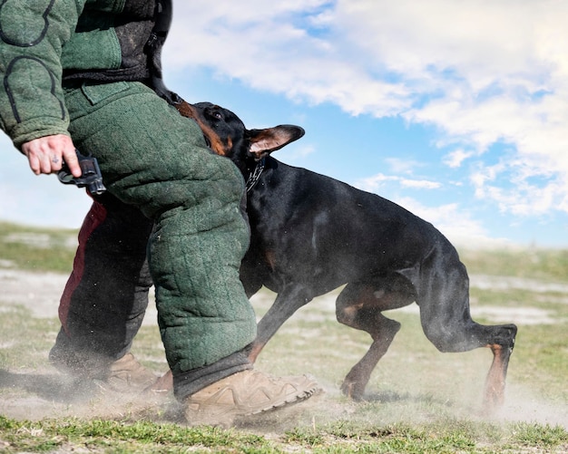 Young dobermann pinscher training for protection in the nature