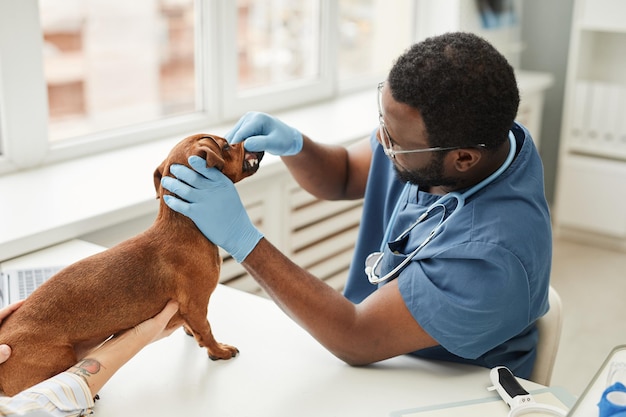 Young doctor in blue medical scrubs examining teeth of sick dog