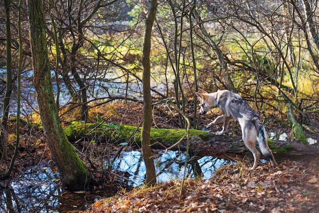 Young dog in the autumn forest