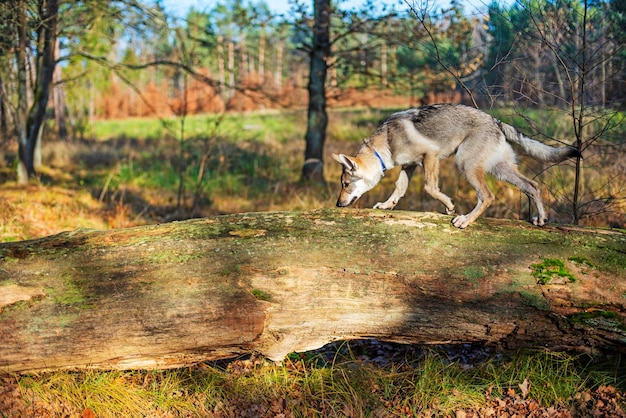 Young dog in the autumn forest