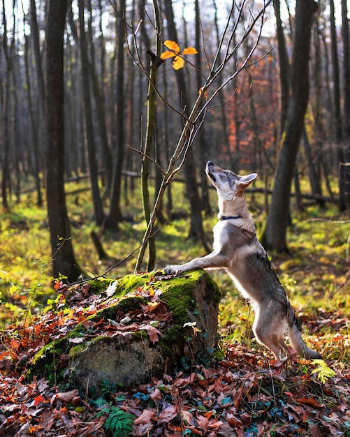 秋の森の若い犬