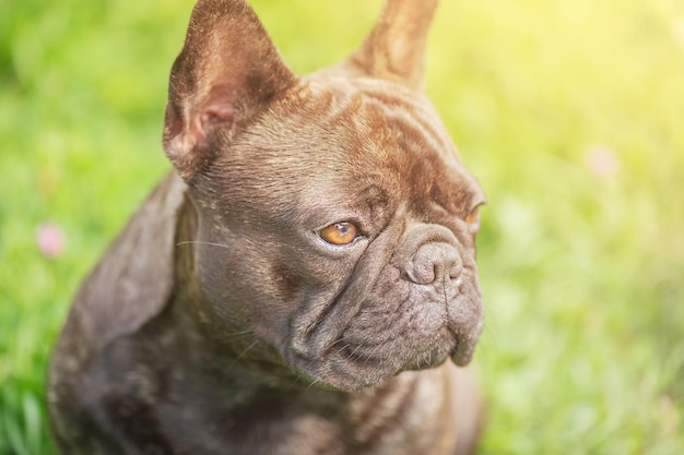 A young dog on a background of green grass The dog is black and brindle of the French bulldog breed