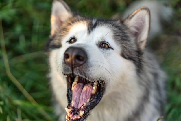 若い犬の鳴き声をクローズ アップ ビュー