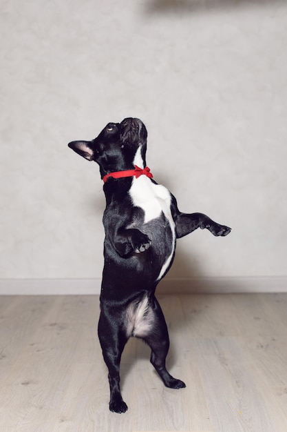 写真 若い犬の黒いフレンチ ブルドッグは、光の壁に対して赤い蝶ネクタイで家の床に 2 つの足で立っています。