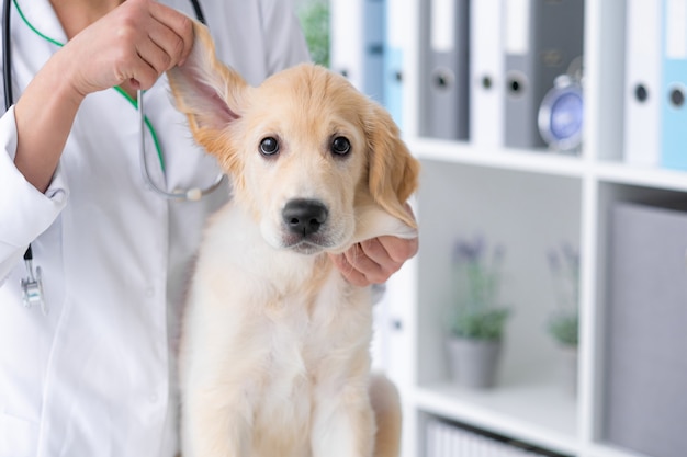 Осмотр ушей молодой собаки в ветеринарной клинике