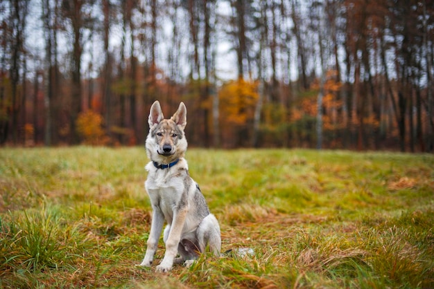 緑の芝生の上の若い犬