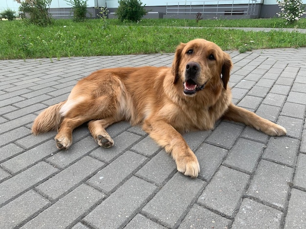 若い犬が地面に横たわっていて、黒い鼻で見えます