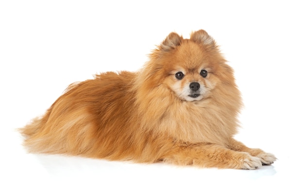 흰색 바탕에 Pomerania 스피츠의 어린 강아지 loulou