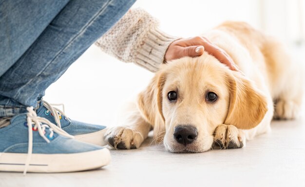 床に横たわって若い犬