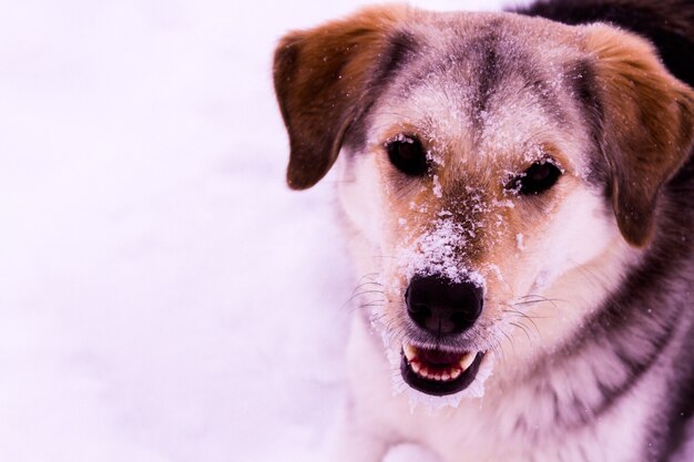 A young dog playing in the snow.