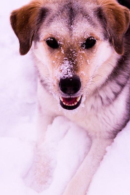 A young dog playing in the snow.