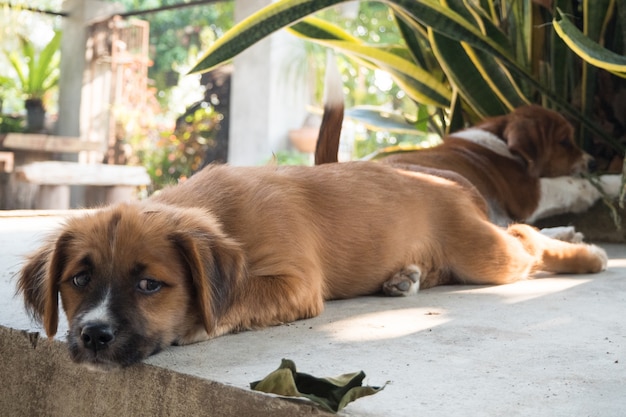 床の上で眠っている若い犬、木の近く。