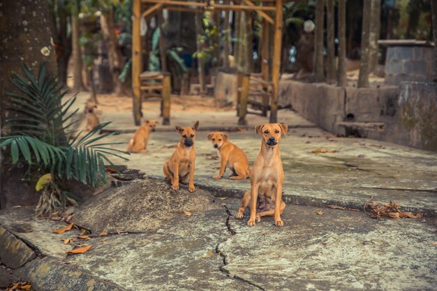 Young dogs and puppies in the asian village sunset.