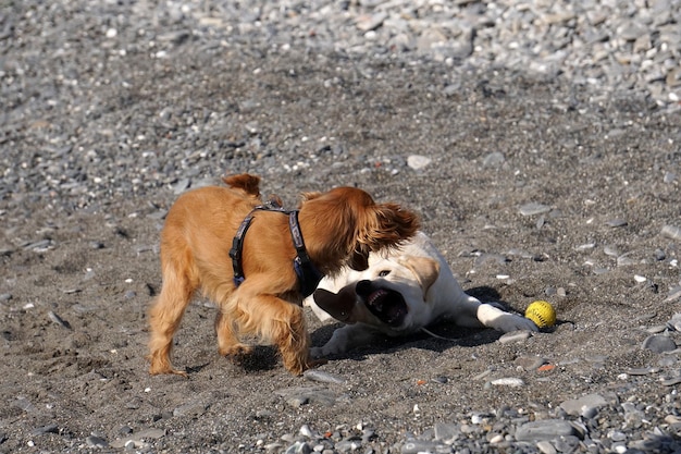 ビーチで遊ぶ若い犬の子犬スパニエルコッカーとレトリバー