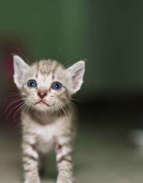 young domestic cute kitten hair cat