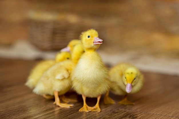 Young domestic ducklings in the straw at the farm