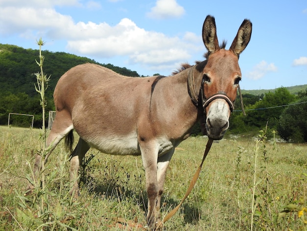 Young donkey grazes in the pasture