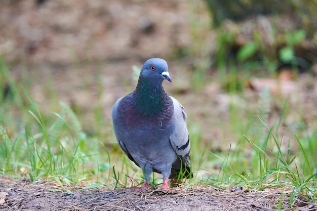 御馳走を探している公園の若い鳩。ハトはどこでも非常に一般的です。彼らは人々に非常に早く慣れ、彼らは彼らの手から直接食べ物を取ることさえできます。